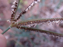Eustachys paspaloides