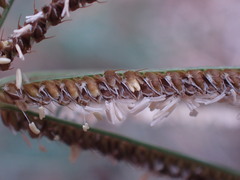 Eustachys paspaloides