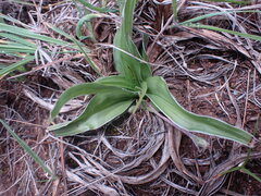 Hypoxis villosa