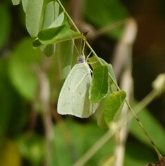 Catopsilia florella