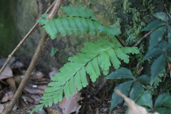 Hymenasplenium cheilosorum