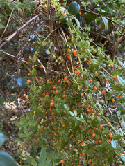 Galium hypocarpium