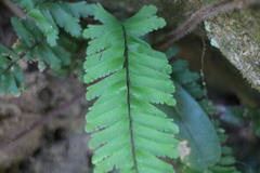 Hymenasplenium cheilosorum