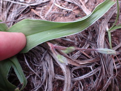 Hypoxis villosa