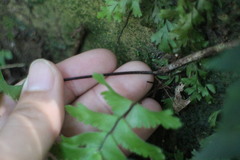 Hymenasplenium cheilosorum