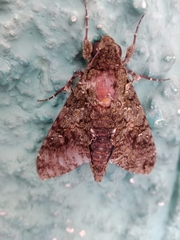 Lepidoptera