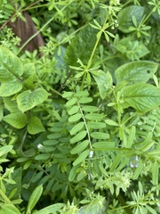 Vicia hirsuta