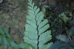 Hymenasplenium cheilosorum