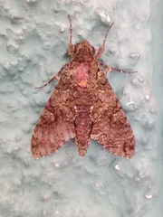 Lepidoptera