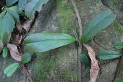 Hydrangea viburnoides