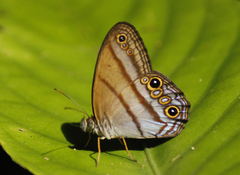 Amiga arnaca