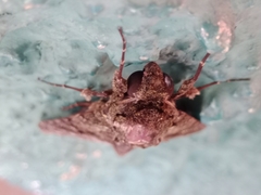 Lepidoptera