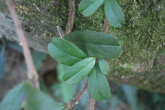 Hydrangea viburnoides