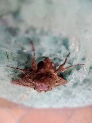 Lepidoptera