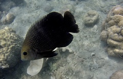 Hemiglyphidodon plagiometopon