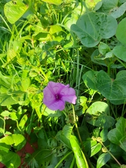 Ipomoea asarifolia
