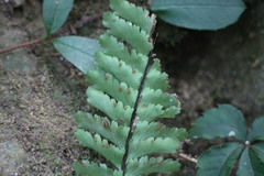 Hymenasplenium cheilosorum