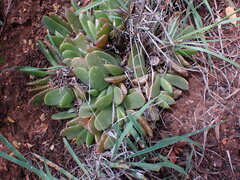 Glottiphyllum longum