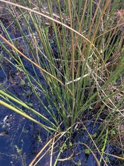 Juncus roemerianus