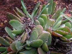 Glottiphyllum longum