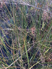 Juncus roemerianus