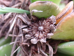 Glottiphyllum longum