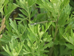 Ischnura