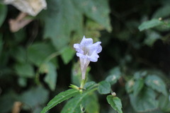 Strobilanthes flexicaulis