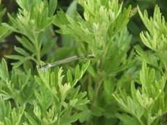 Ischnura