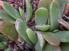 Glottiphyllum longum