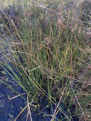 Juncus roemerianus