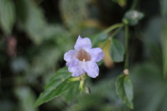 Strobilanthes flexicaulis