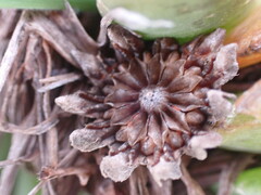 Glottiphyllum longum