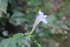 Strobilanthes flexicaulis
