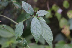 Strobilanthes flexicaulis