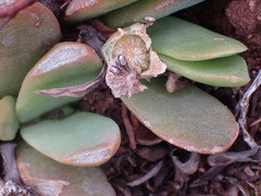 Glottiphyllum longum