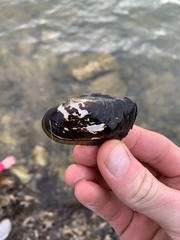 Sagittunio subrostratus