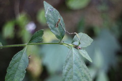 Strobilanthes flexicaulis