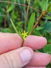 Cryptolepis oblongifolia