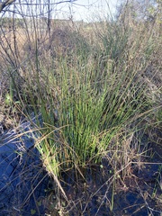 Juncus roemerianus