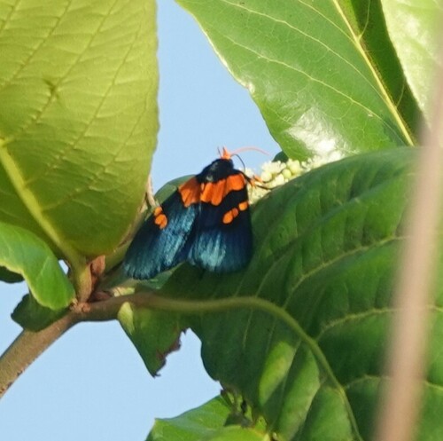 African Peach Moth photo 5