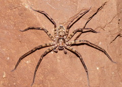 Heteropoda procera