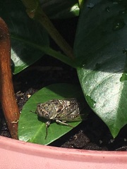 Neotibicen