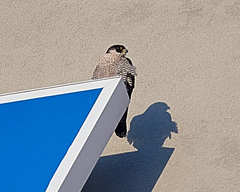 Falco peregrinus