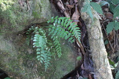 Polystichum formosanum