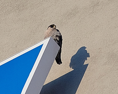 Falco peregrinus