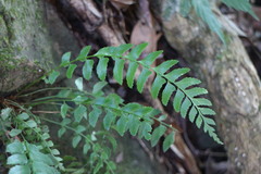 Polystichum formosanum