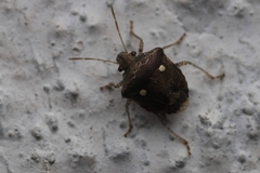 Eysarcoris