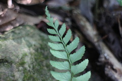 Polystichum formosanum