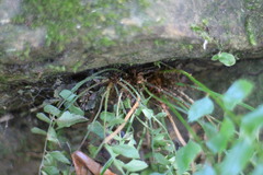Polystichum formosanum